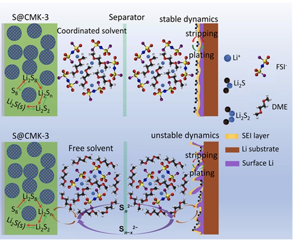 图7浓缩和稀释电解液中li-s电池的多硫化物穿梭体和锂枝晶示意图3.4.